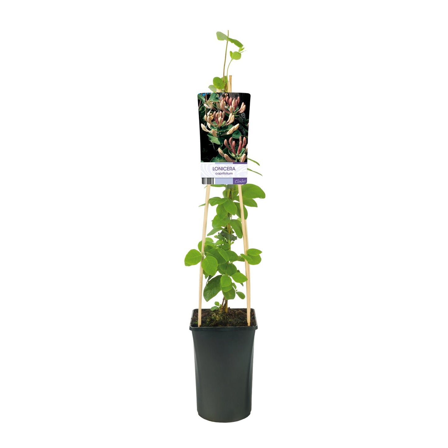 Lonicera caprifolium