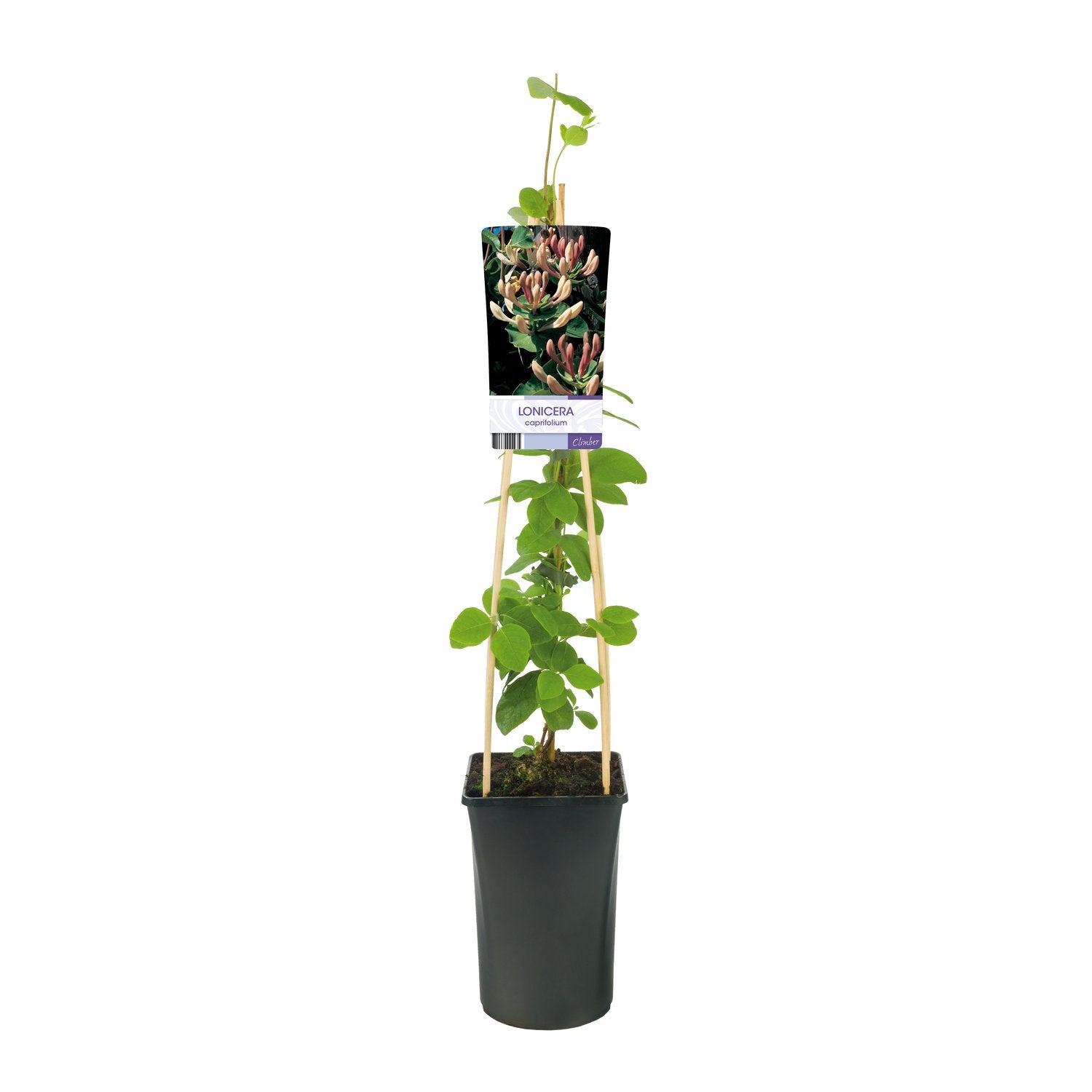 Lonicera caprifolium