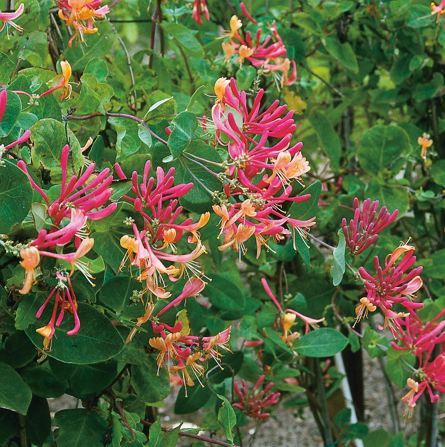 Lonicera × heckrottii 'American Beauty'