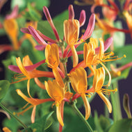 Lonicera × heckrottii 'American Beauty'