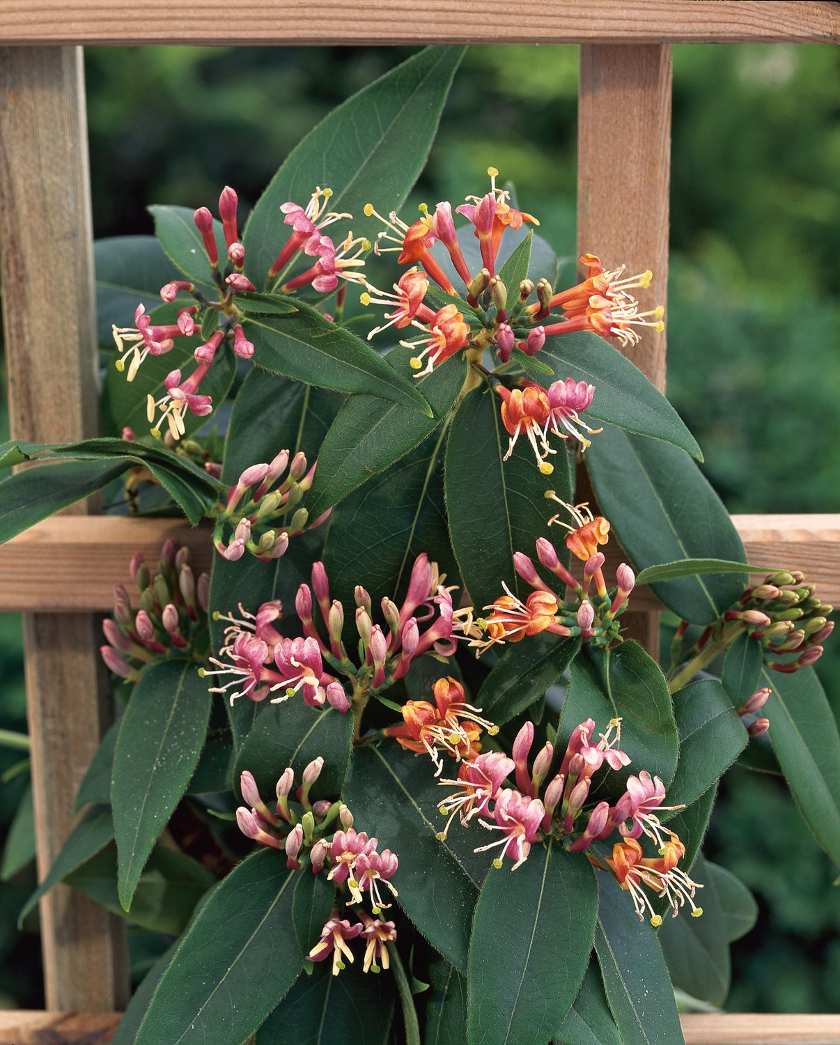 Lonicera henryi