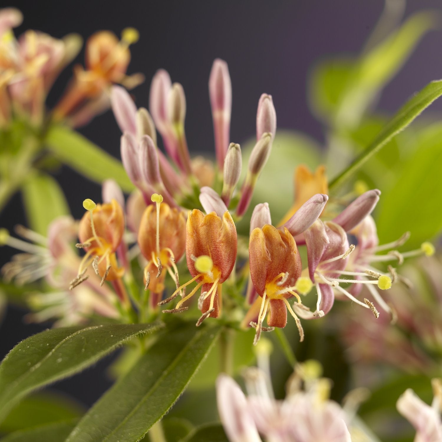 Lonicera henryi