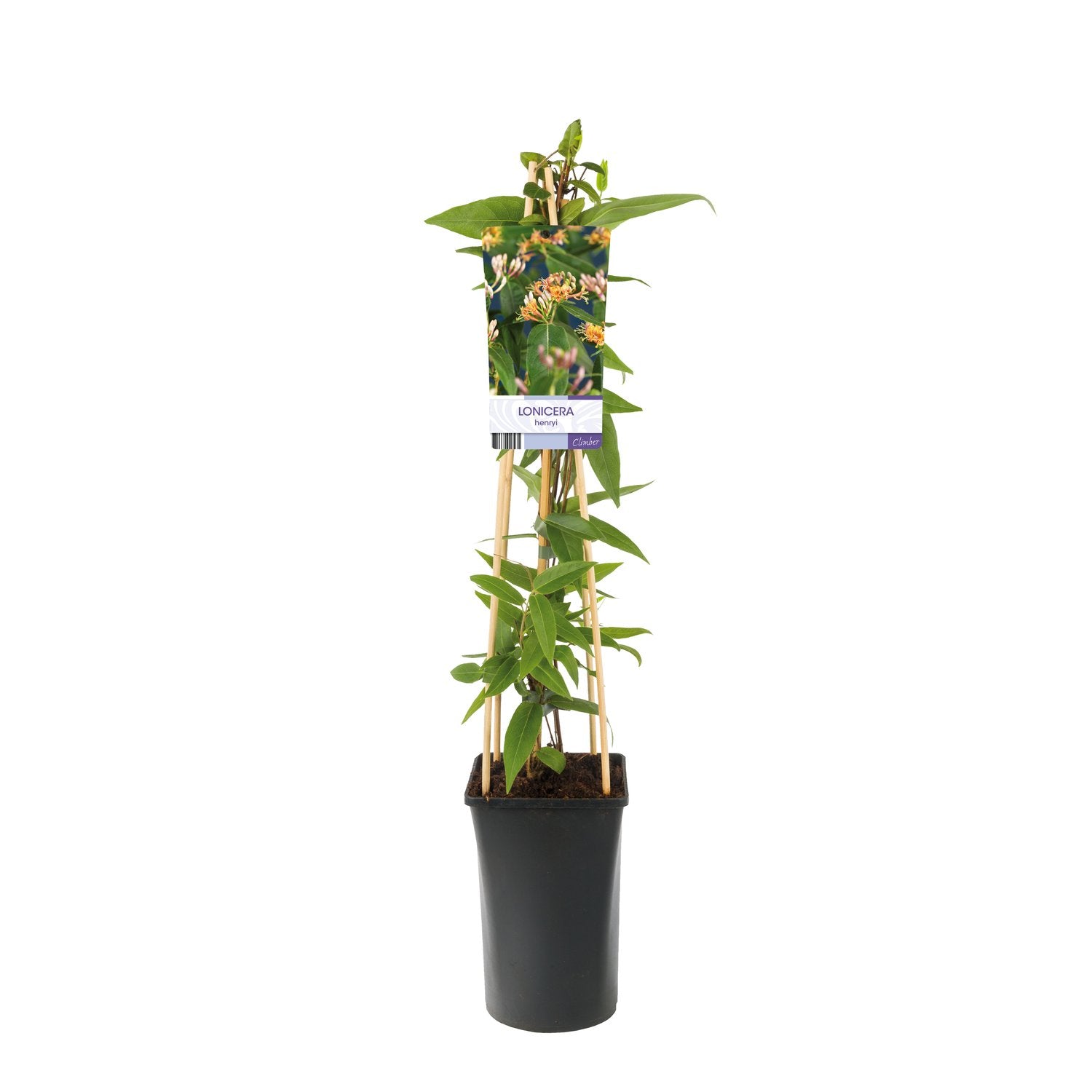 Lonicera henryi