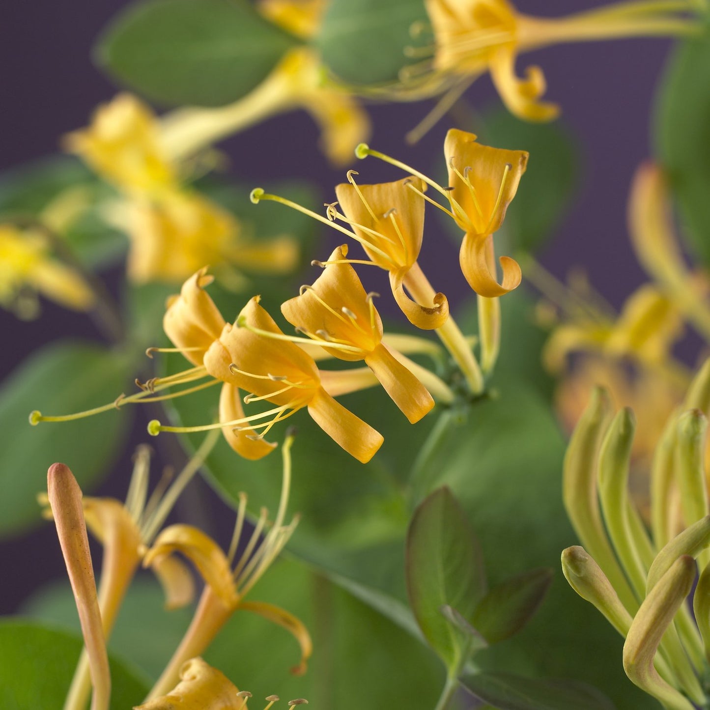 Lonicera 'Mandarin'