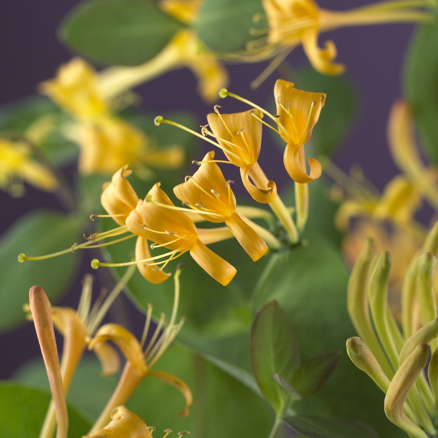 Lonicera 'Mandarin'