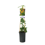 Lonicera 'Mandarin'