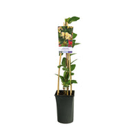 Lonicera periclymenum 'Belgica Select'