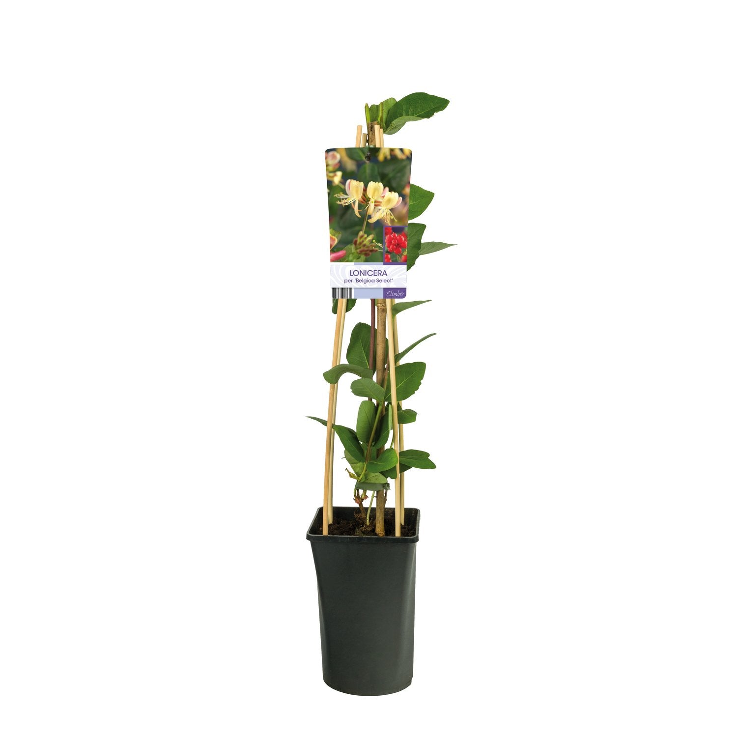 Lonicera periclymenum 'Belgica Select'