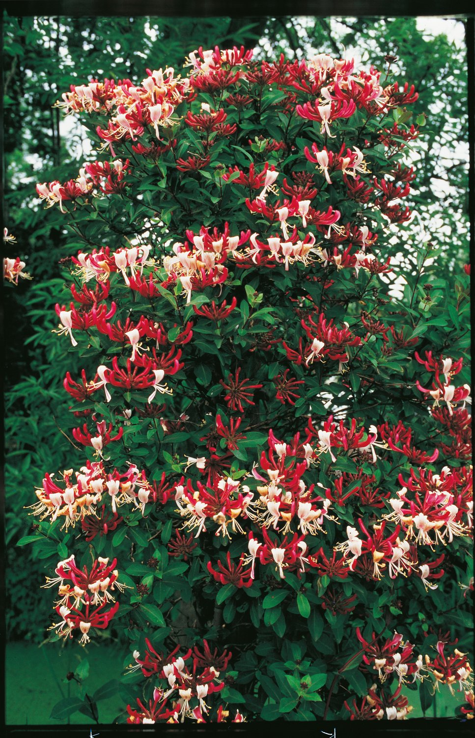 Lonicera periclymenum 'Serotina'
