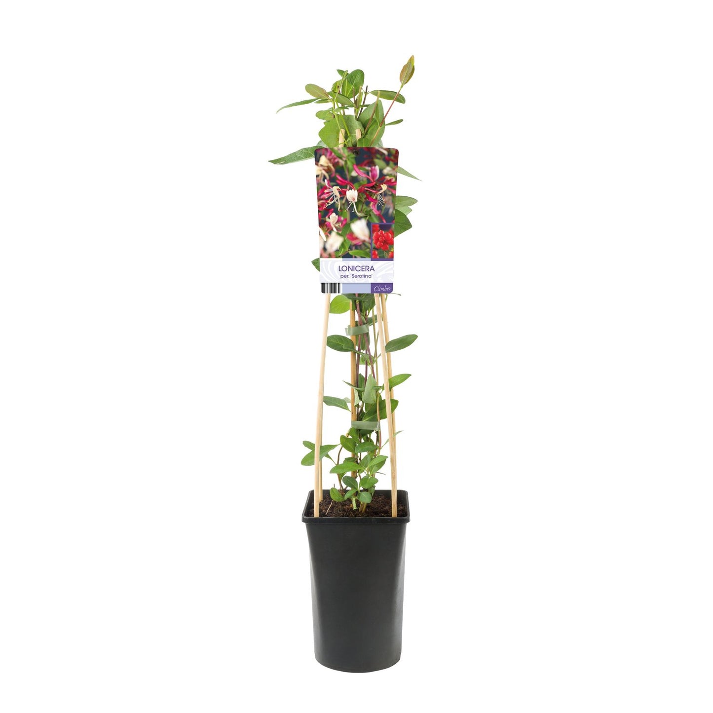 Lonicera periclymenum 'Serotina'