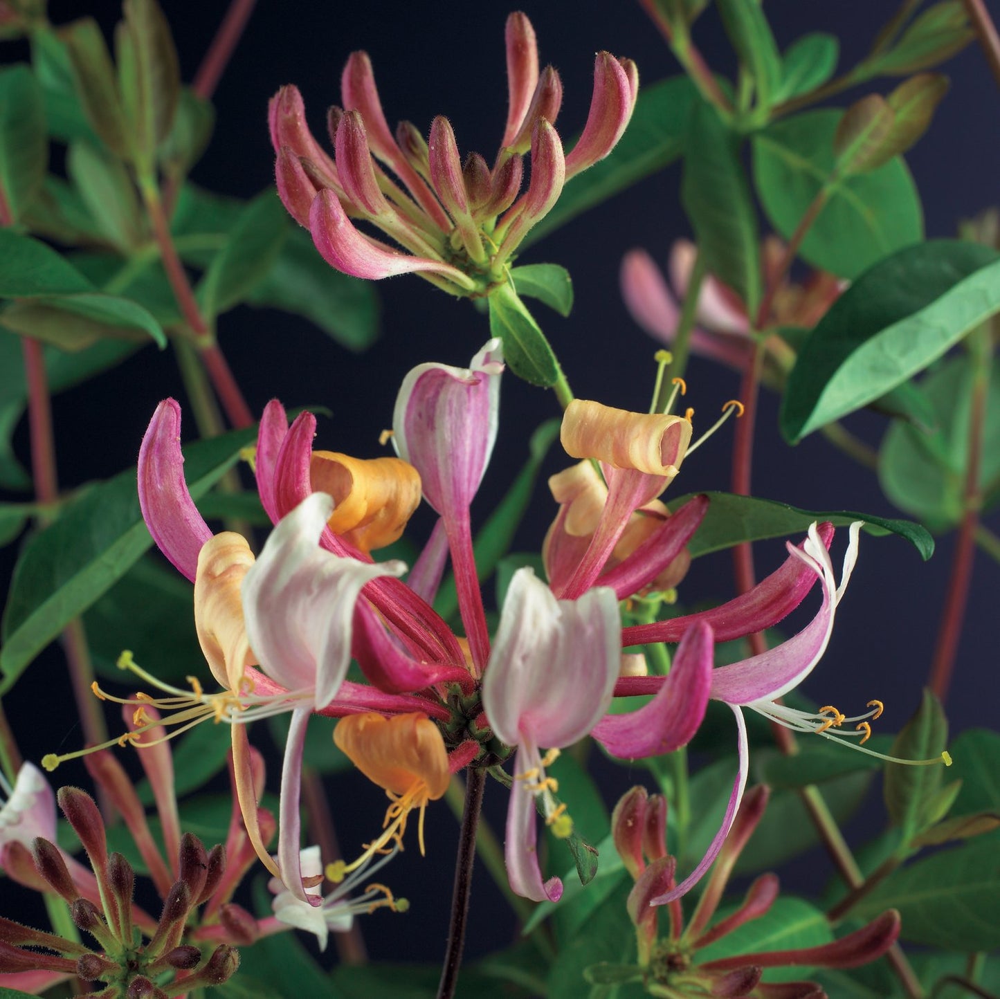 Lonicera periclymenum 'Serotina'