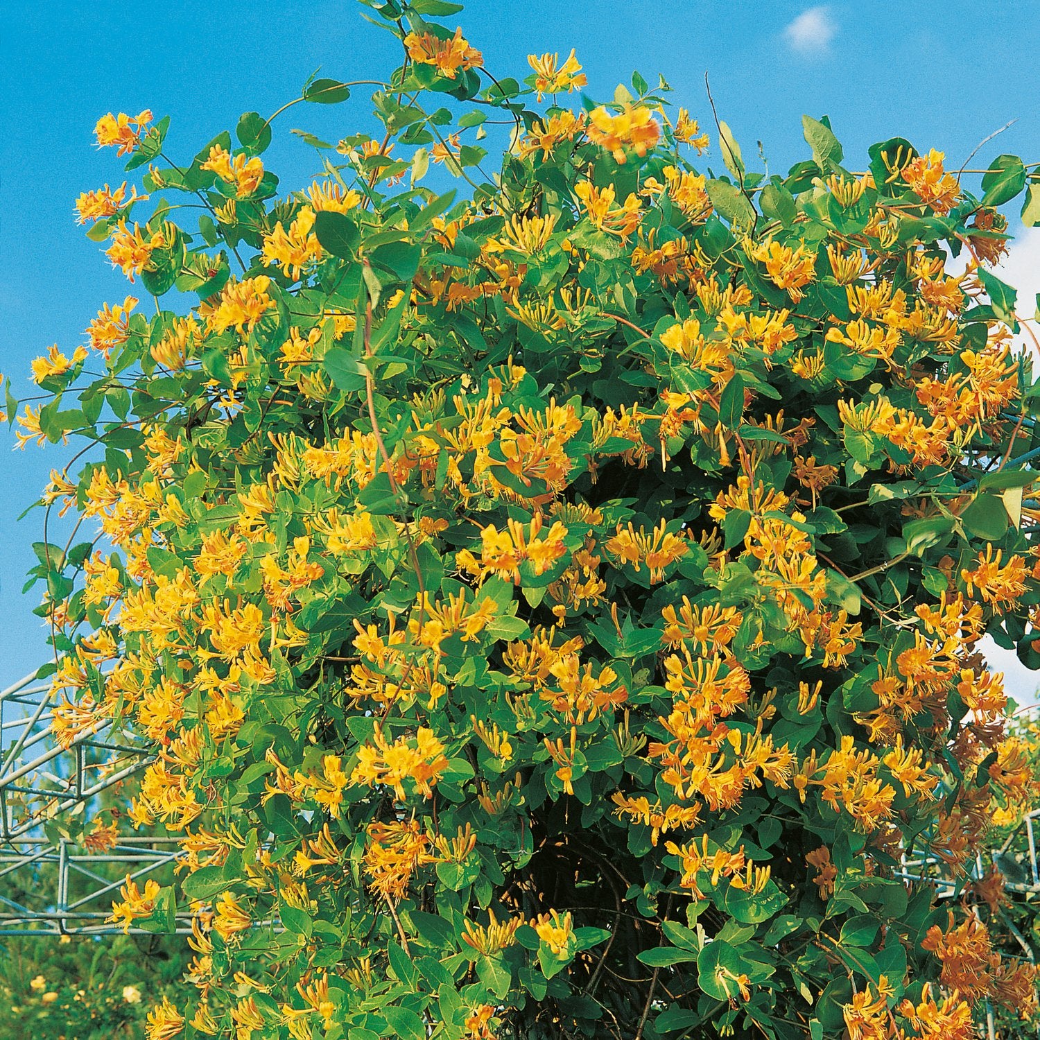 Lonicera x tellmanniana