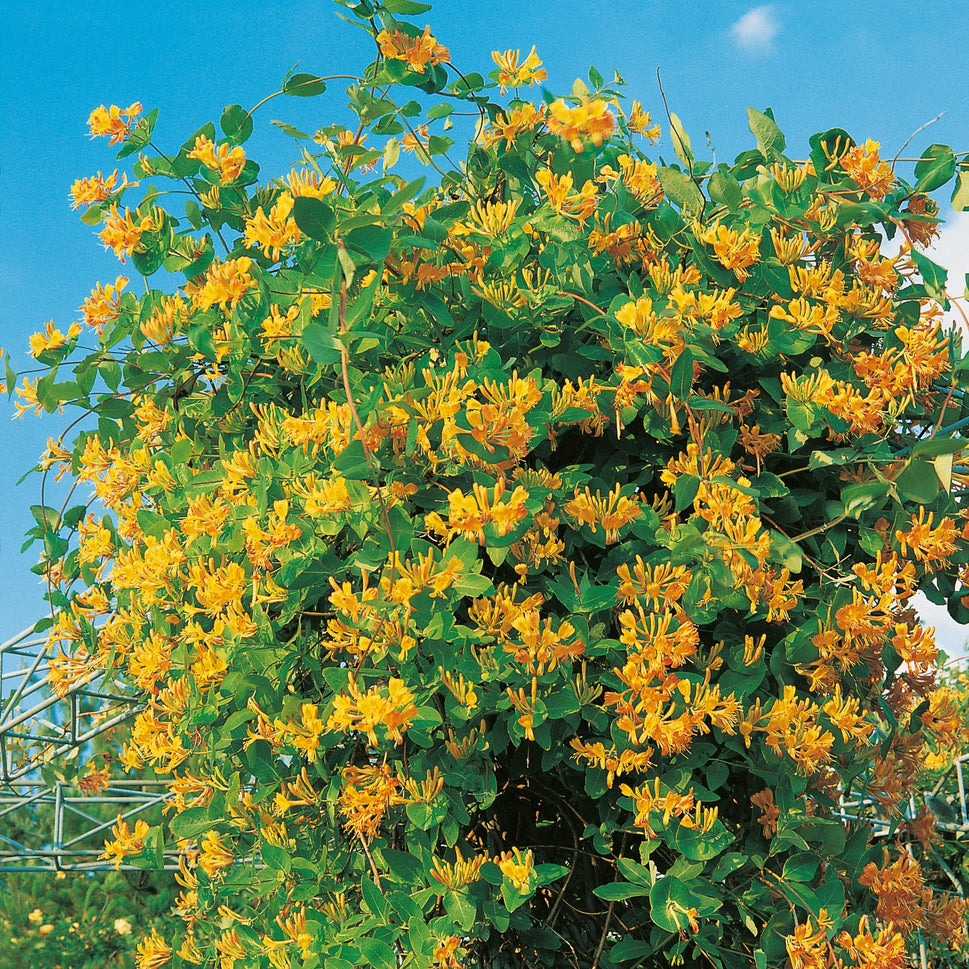 Lonicera x tellmanniana