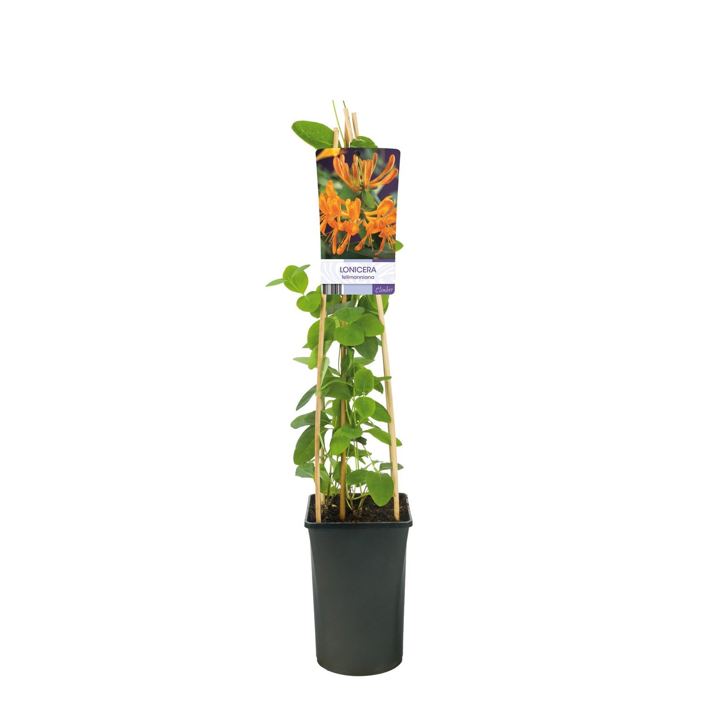 Lonicera x tellmanniana