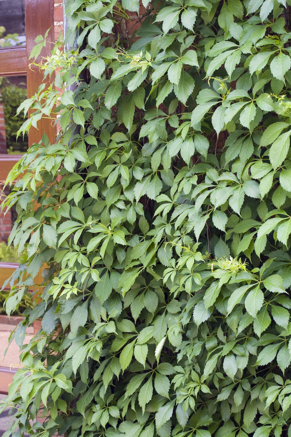 Parthenocissus quinquefolia