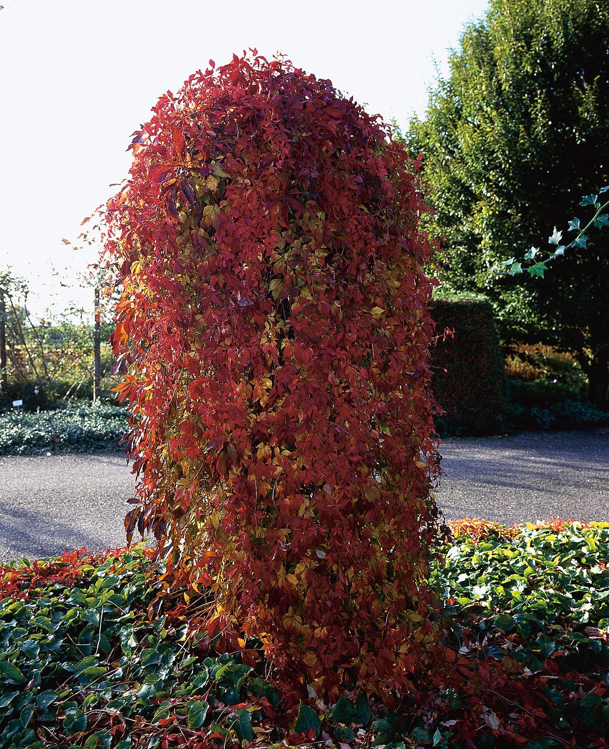Parthenocissus quinquefolia