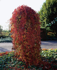 Parthenocissus quinquefolia