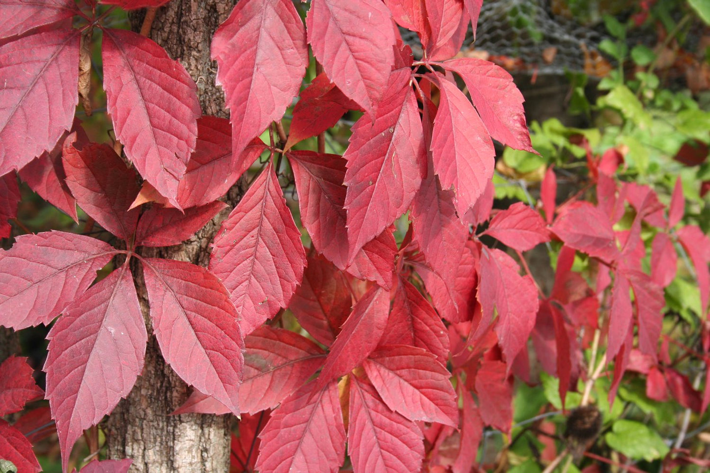 Parthenocissus quinquefolia