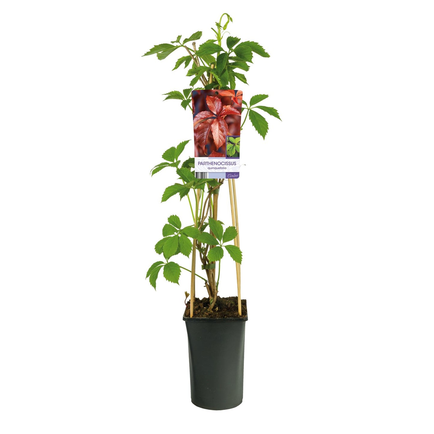 Parthenocissus quinquefolia