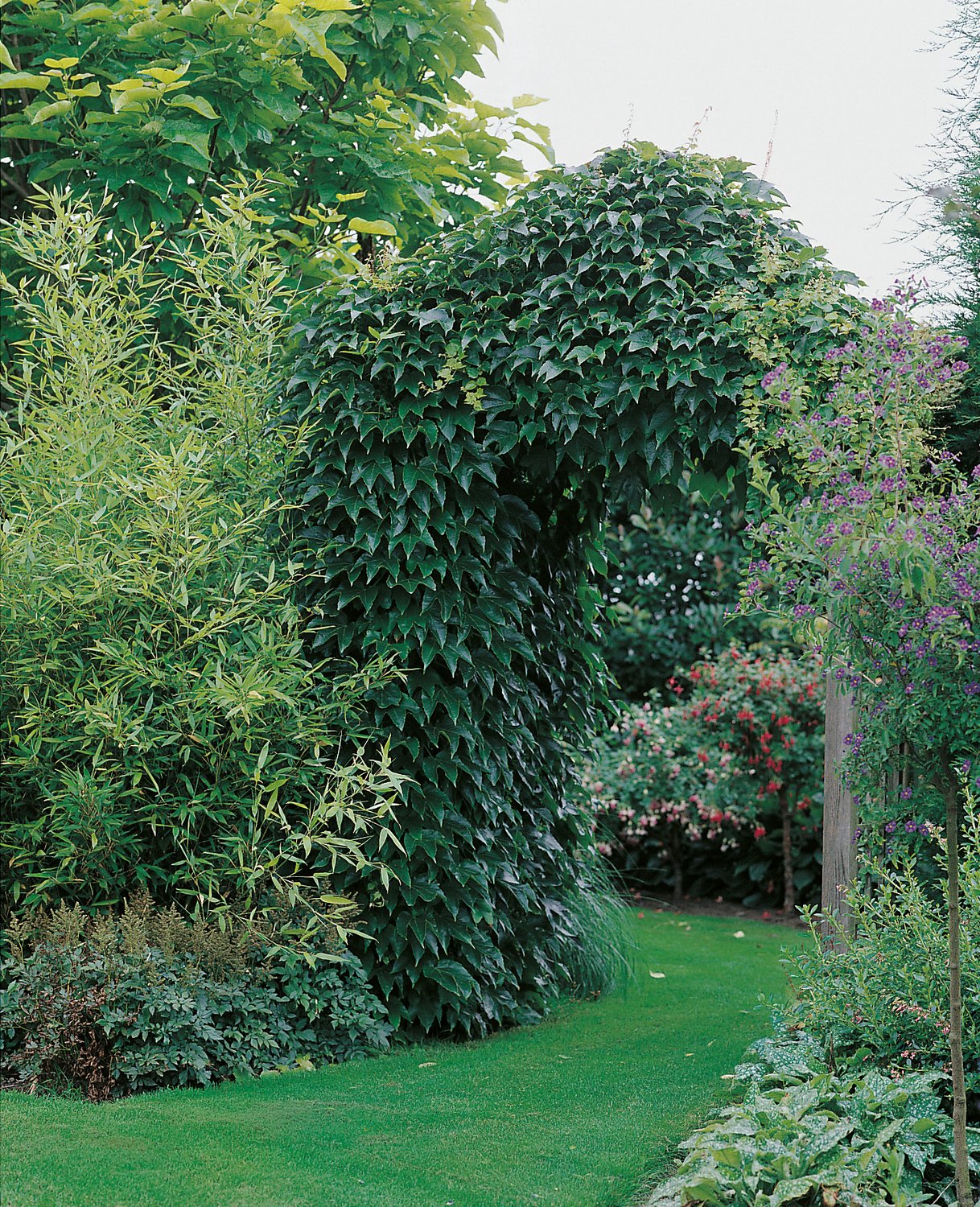 Parthenocissus quinquefolia var. engelmannii