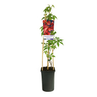 Parthenocissus quinquefolia var. engelmannii