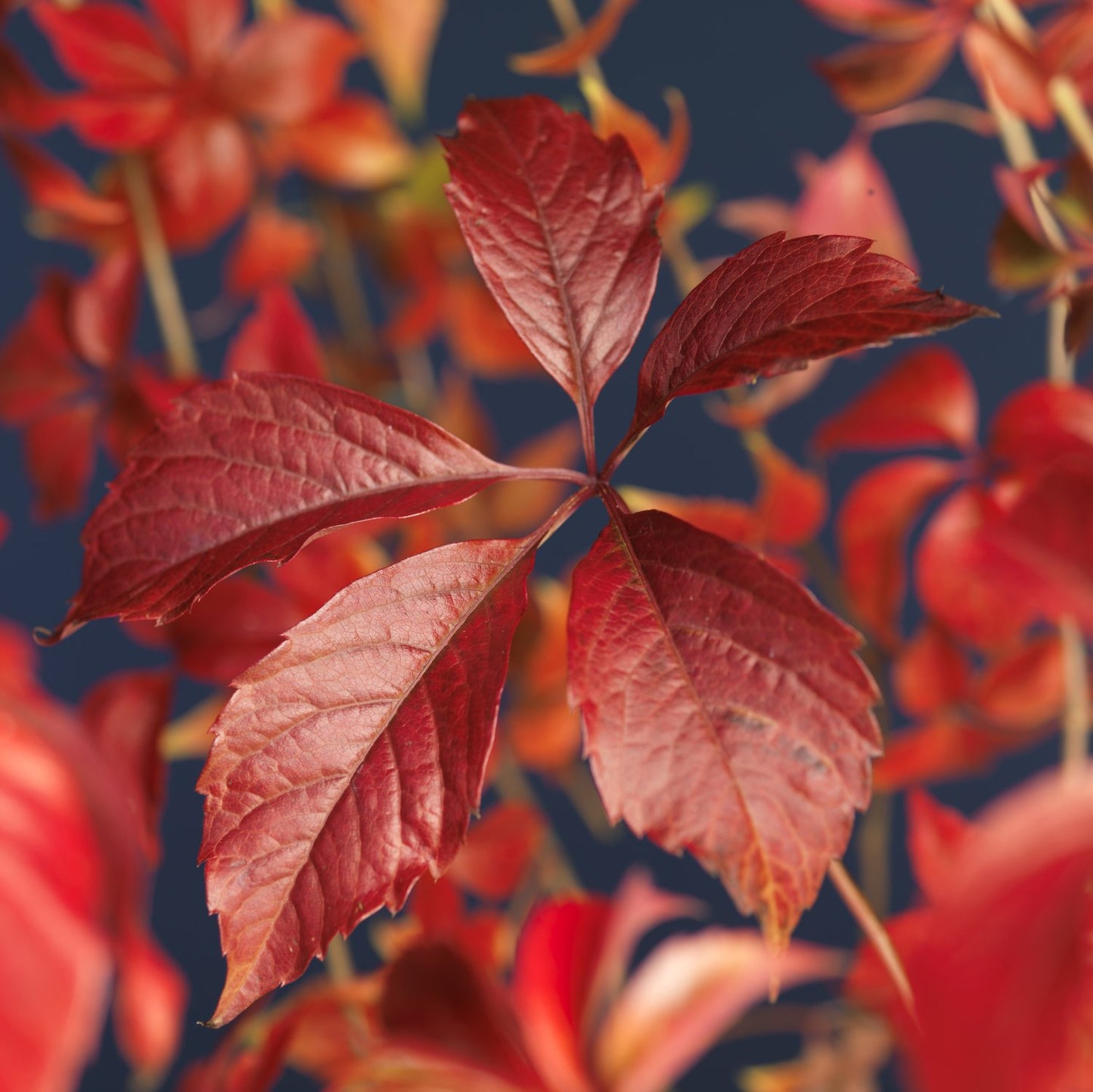 Parthenocissus quinquefolia var. engelmannii