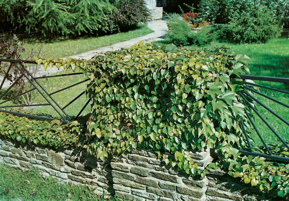 Parthenocissus tricuspidata 'Veitchii'