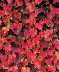 Parthenocissus tricuspidata 'Veitchii'