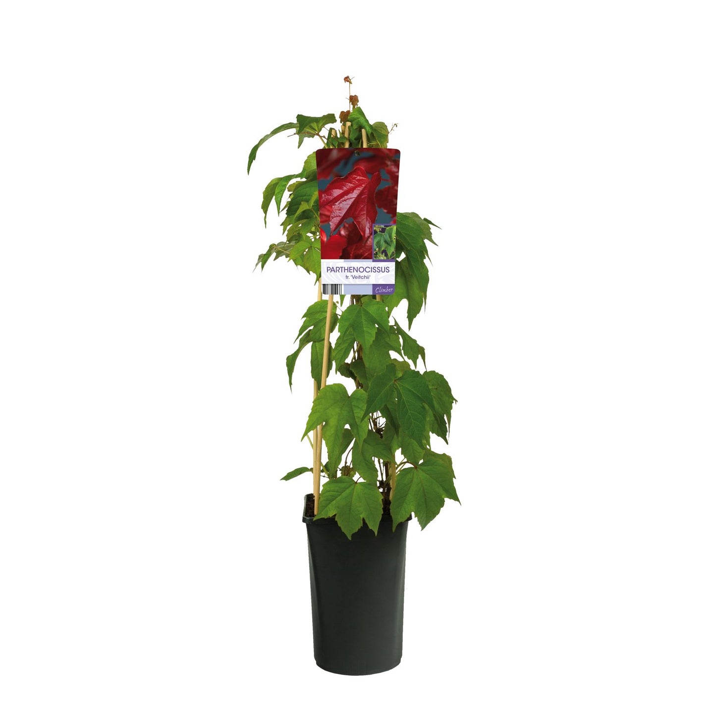 Parthenocissus tricuspidata 'Veitchii'