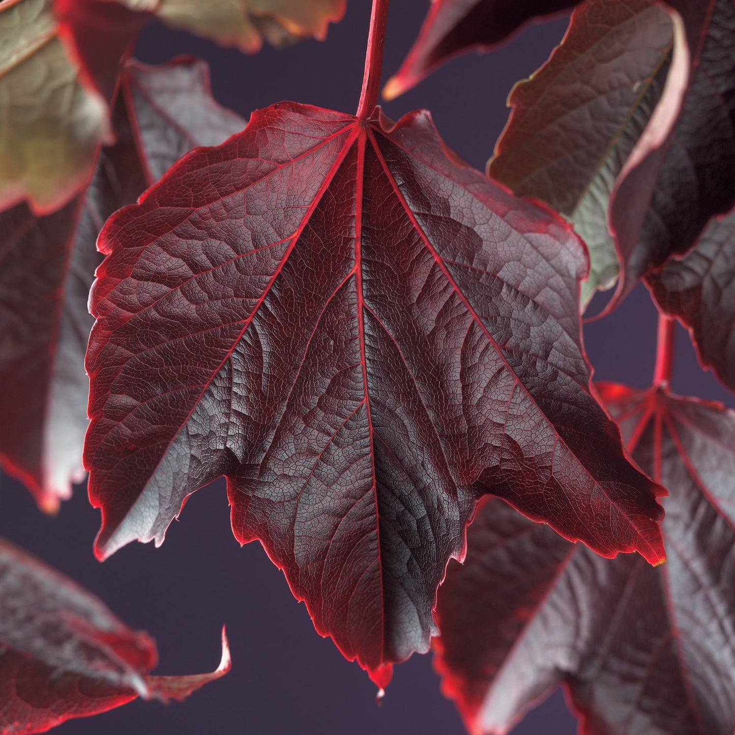 Parthenocissus tricuspidata 'Veitchii'