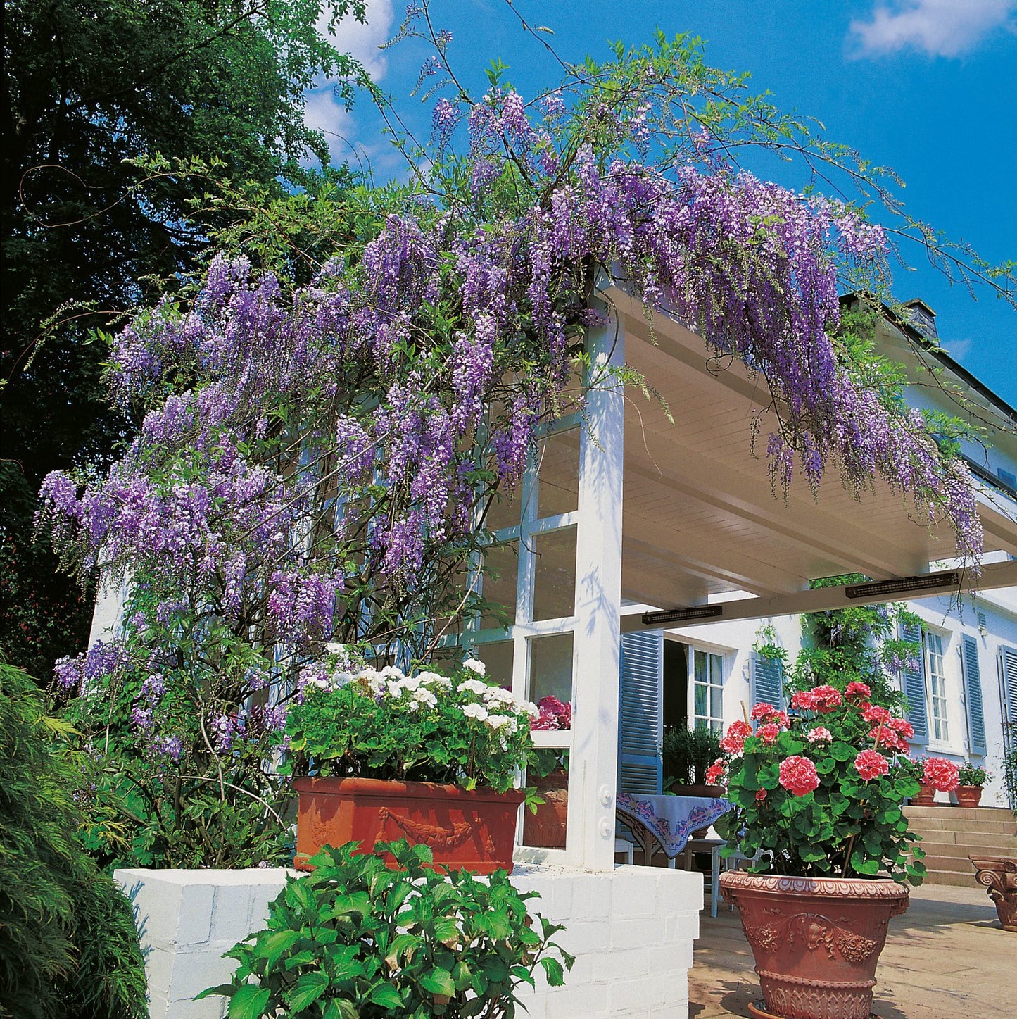 Wisteria frutescens var. macrostachya 'Blue Moon'
