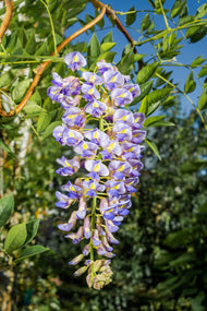 Wisteria frutescens var. macrostachya 'Blue Moon'