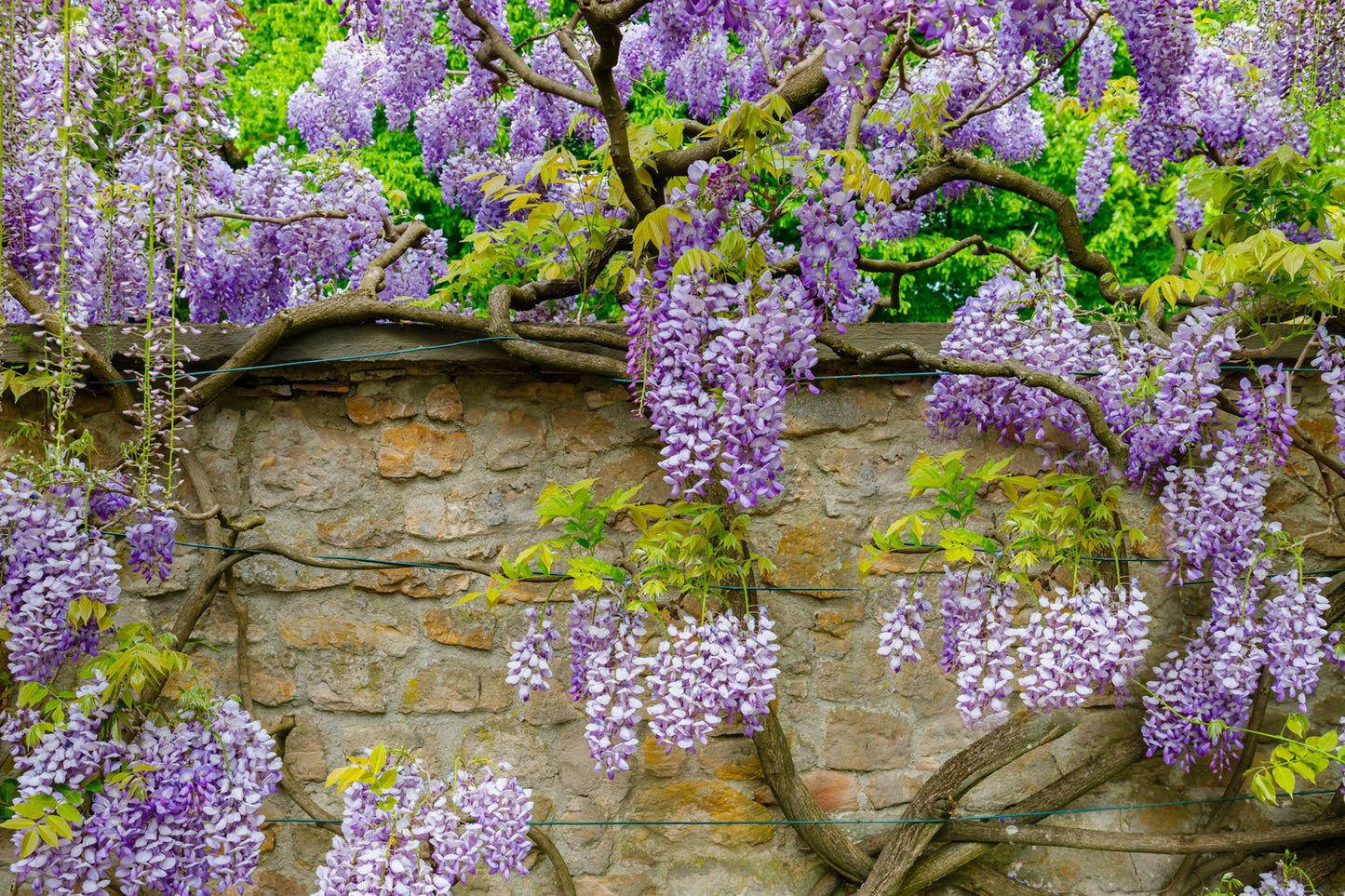 Wisteria frutescens var. macrostachya 'Blue Moon'