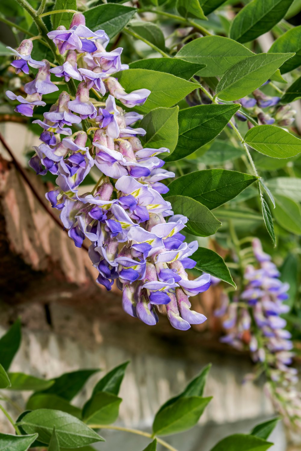 Wisteria frutescens var. macrostachya 'Blue Moon'