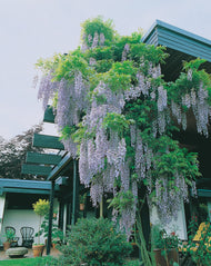 Wisteria sinensis