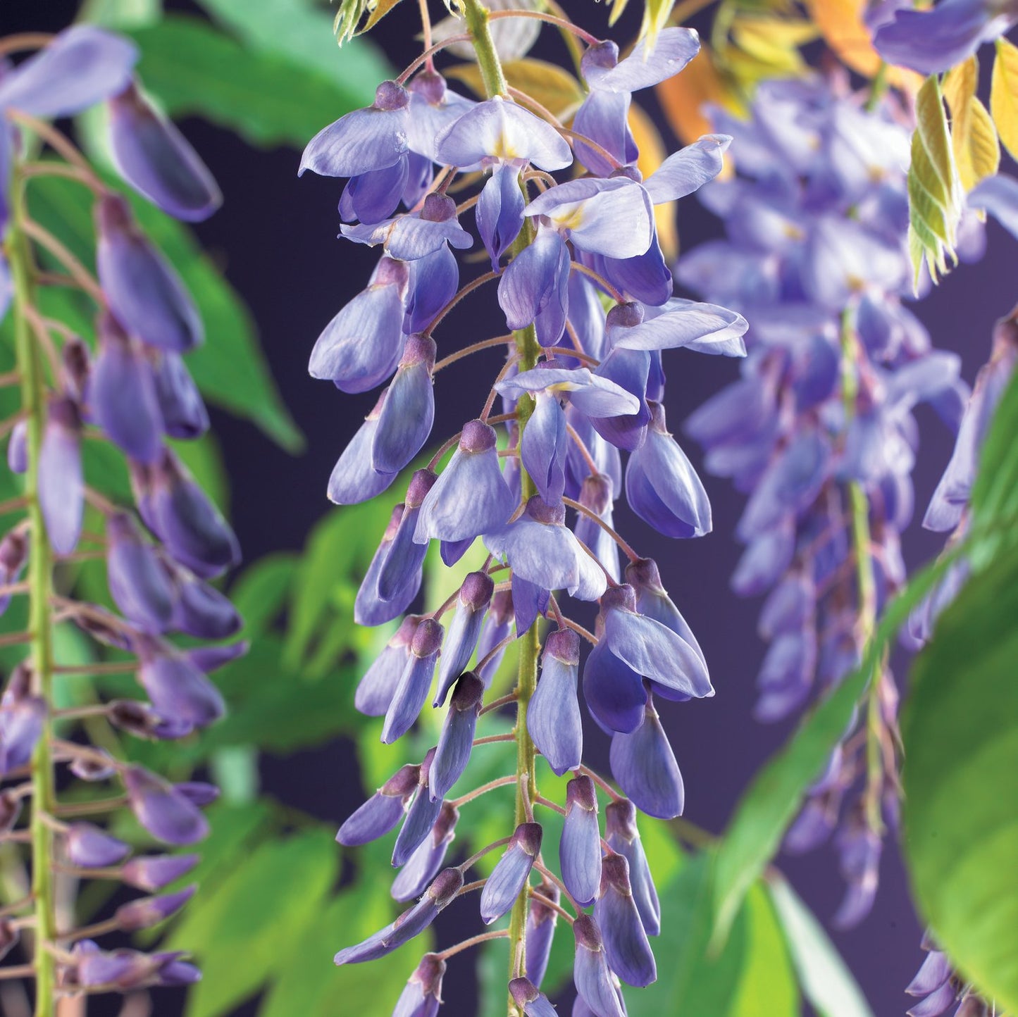 Wisteria sinensis