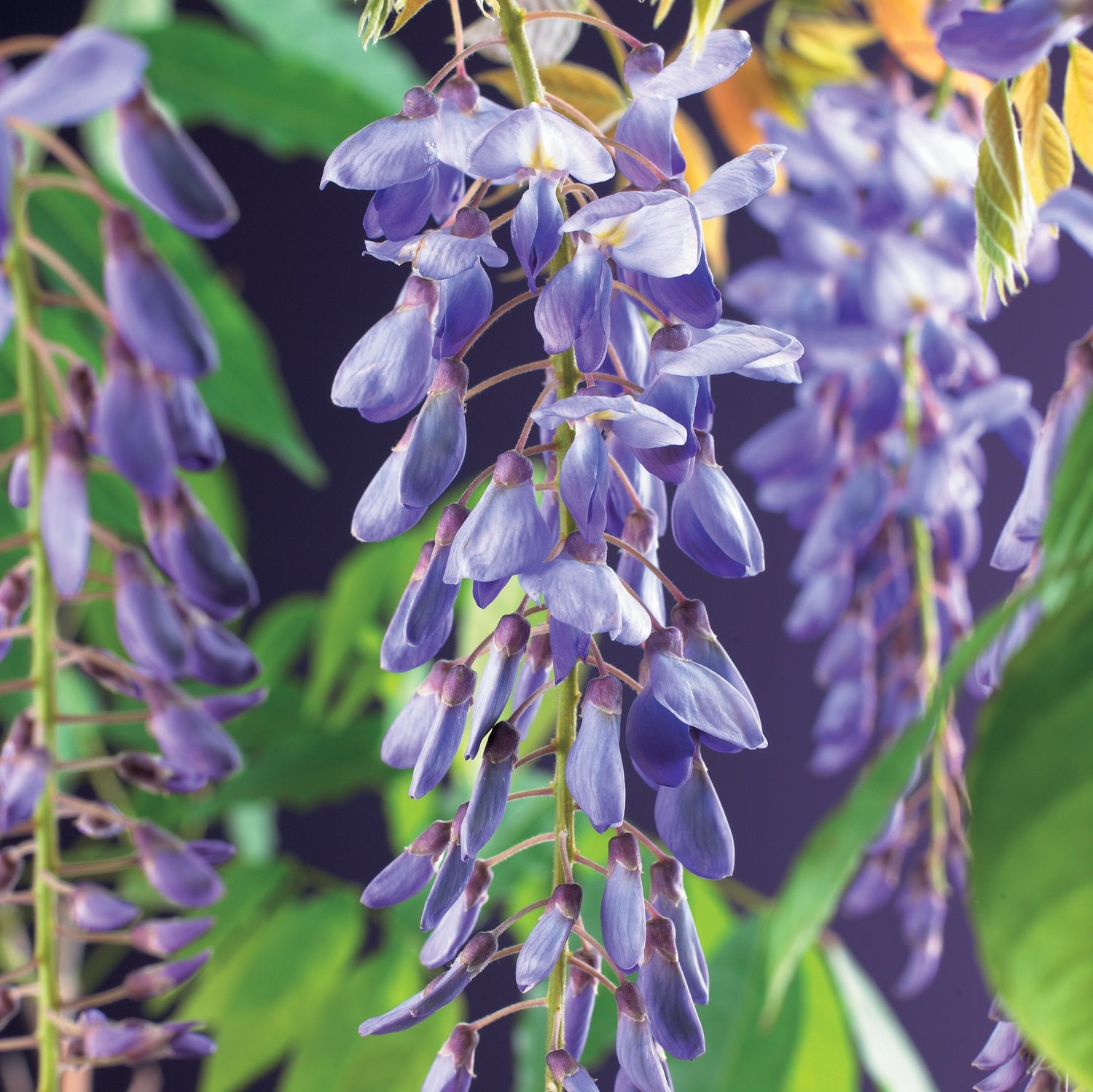 Wisteria sinensis