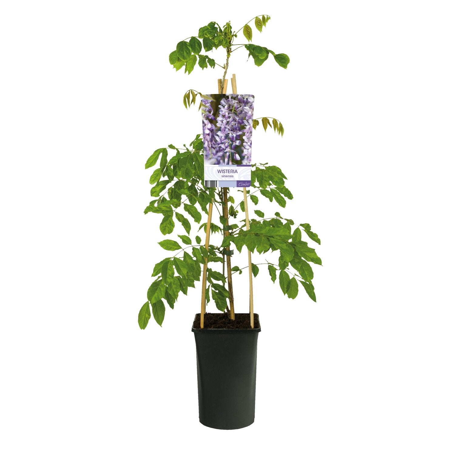 Wisteria sinensis
