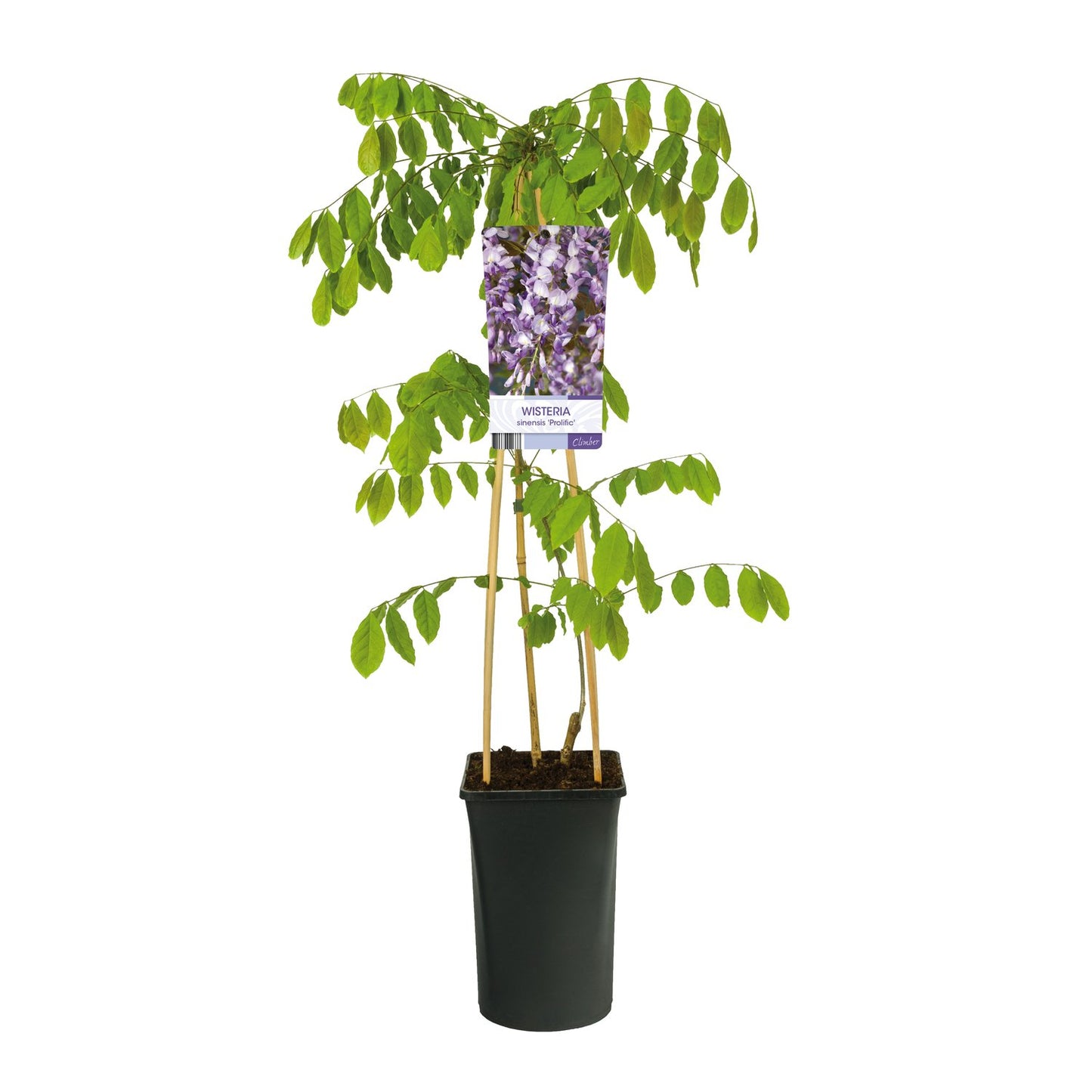 Wisteria sinensis 'Prolific'