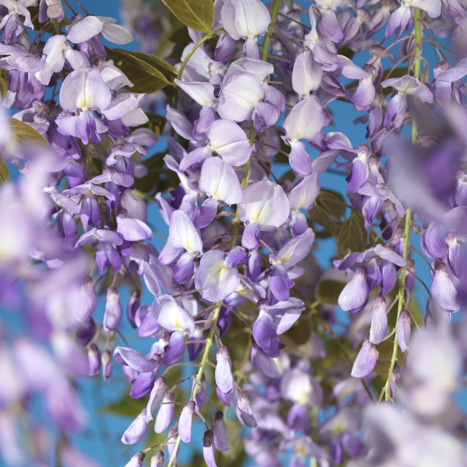 Wisteria sinensis 'Prolific'