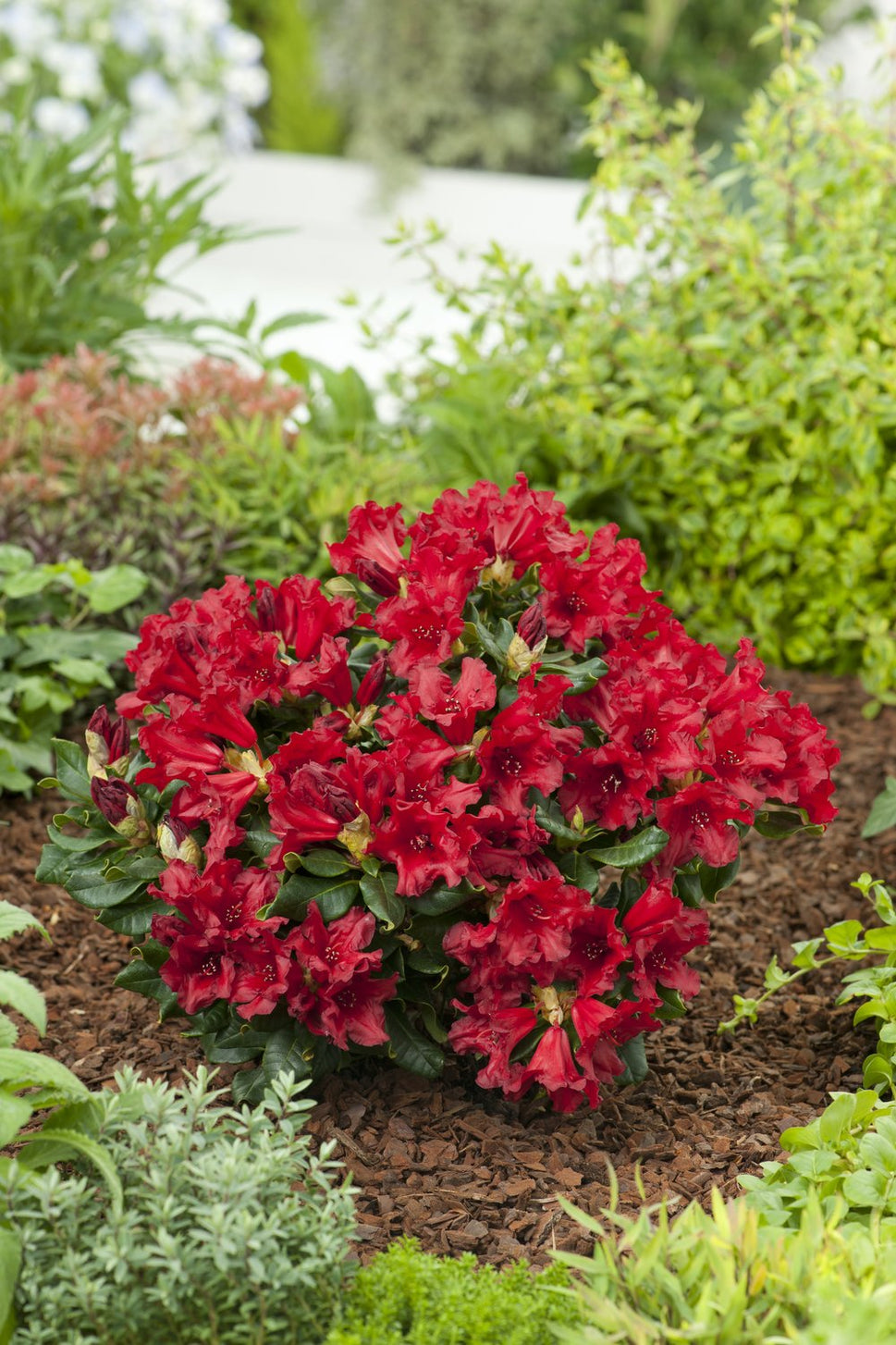 Rhododendron 'Baden-Baden', 15-20 cm