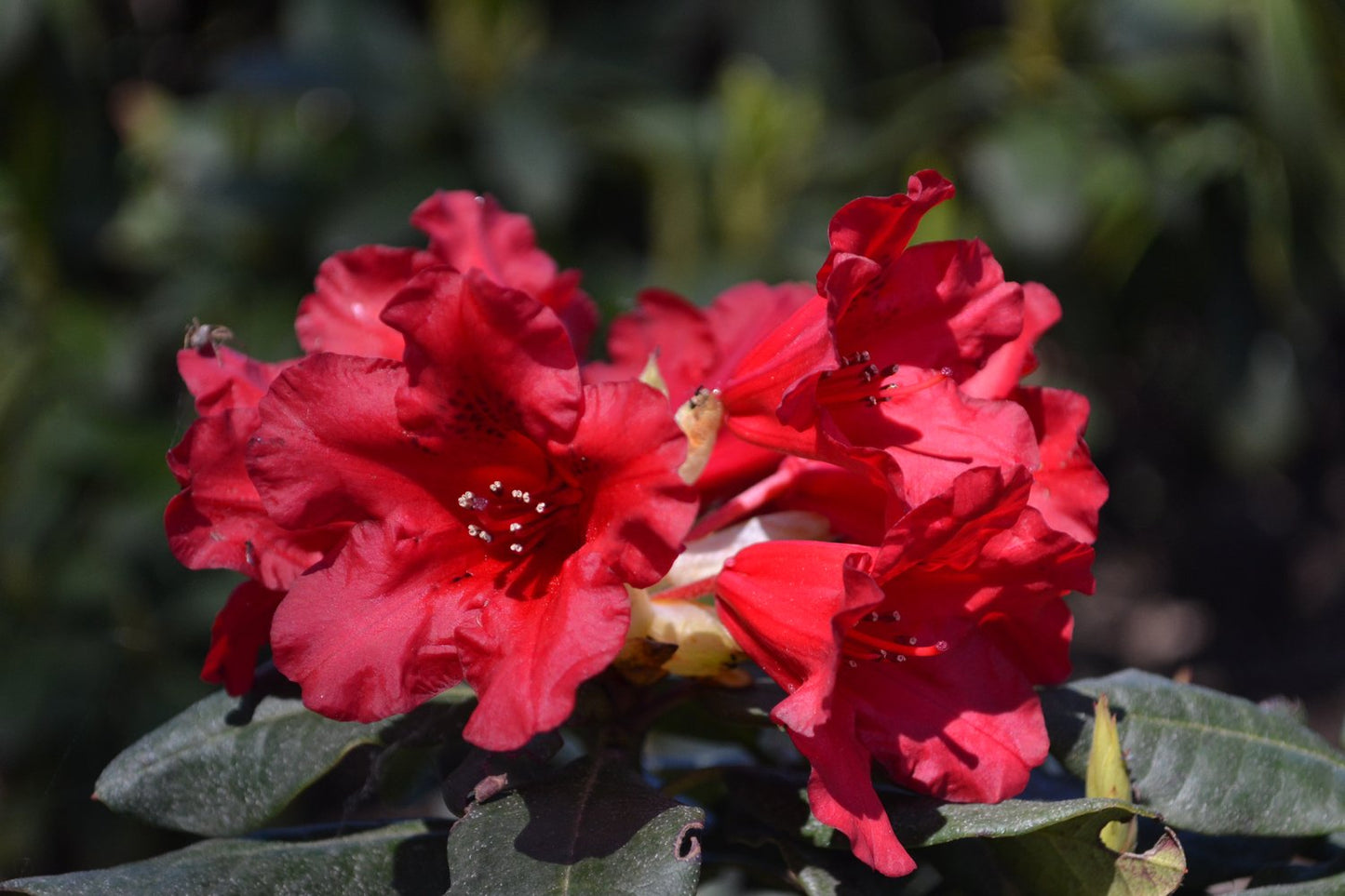 Rhododendron 'Baden-Baden', 15-20 cm