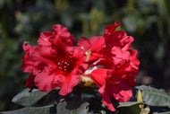 Rhododendron 'Baden-Baden', 15-20 cm