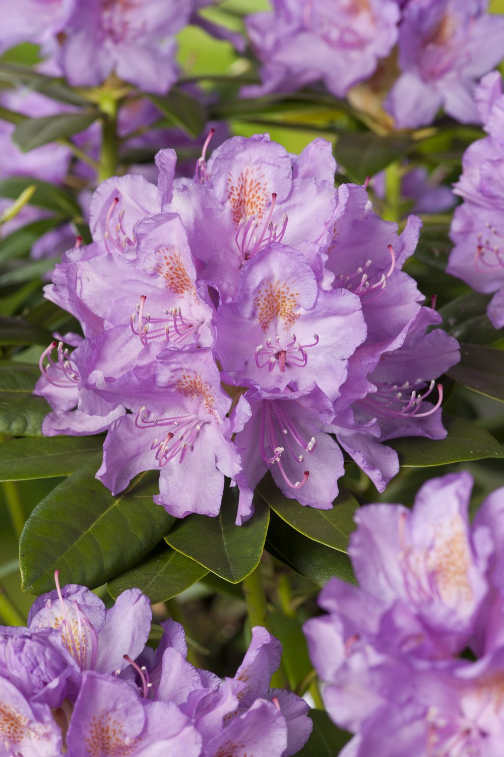 Rhododendron 'Catawbiense Grandiflorum', 30-40 cm