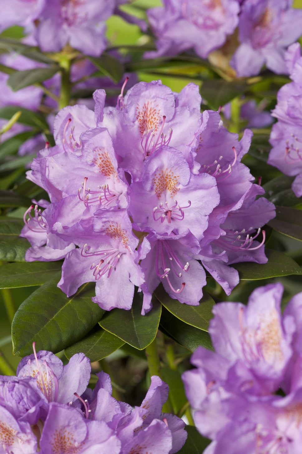 Rhododendron 'Catawbiense Grandiflorum', 30-40 cm