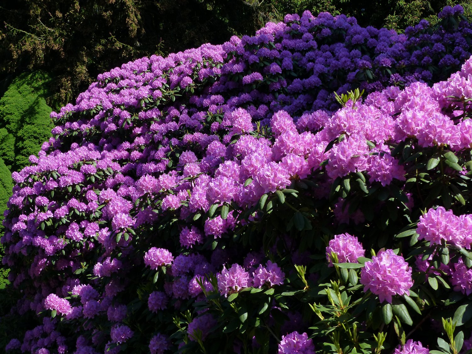 Rhododendron 'Catawbiense Grandiflorum', 30-40 cm