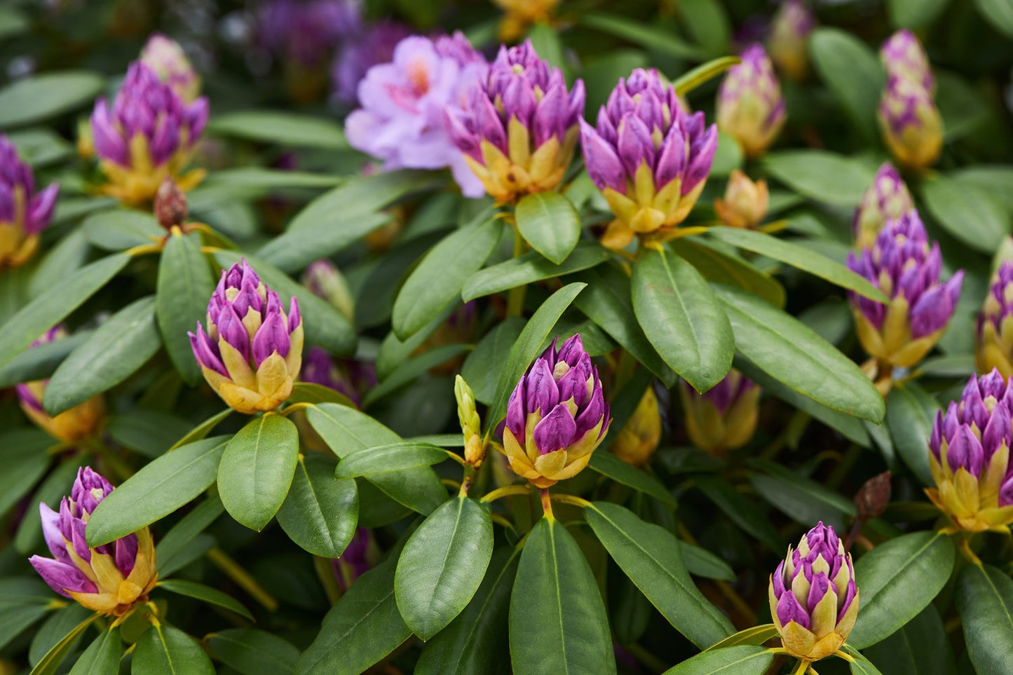 Rhododendron 'Catawbiense Grandiflorum', 30-40 cm