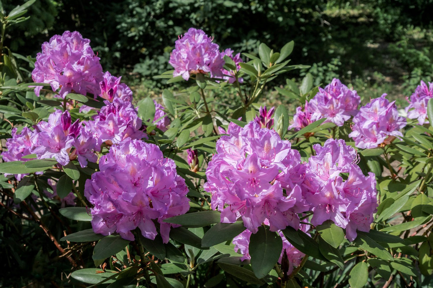 Rhododendron 'Catawbiense Grandiflorum', 30-40 cm