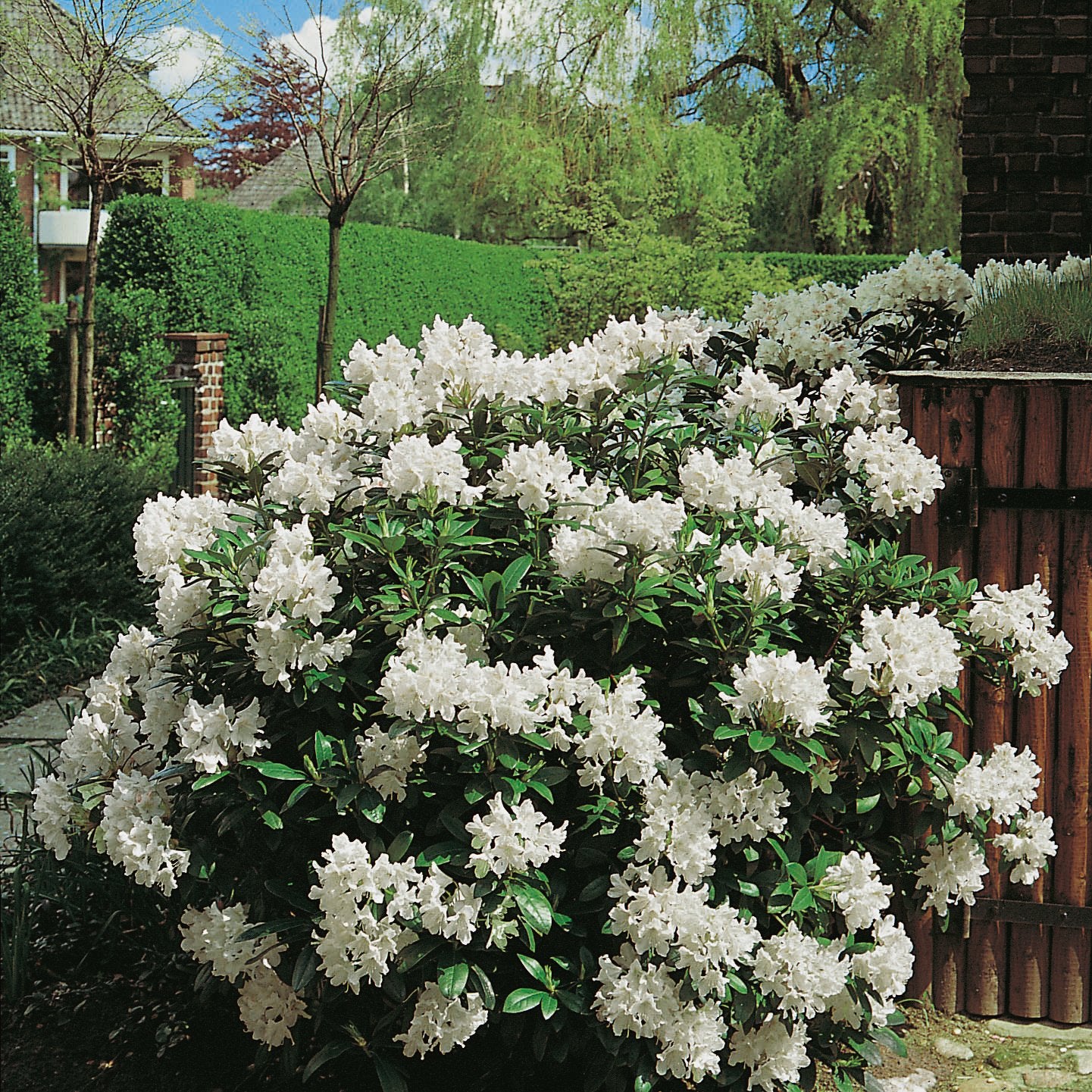 Rhododendron 'Cunningham's White', 30-40 cm