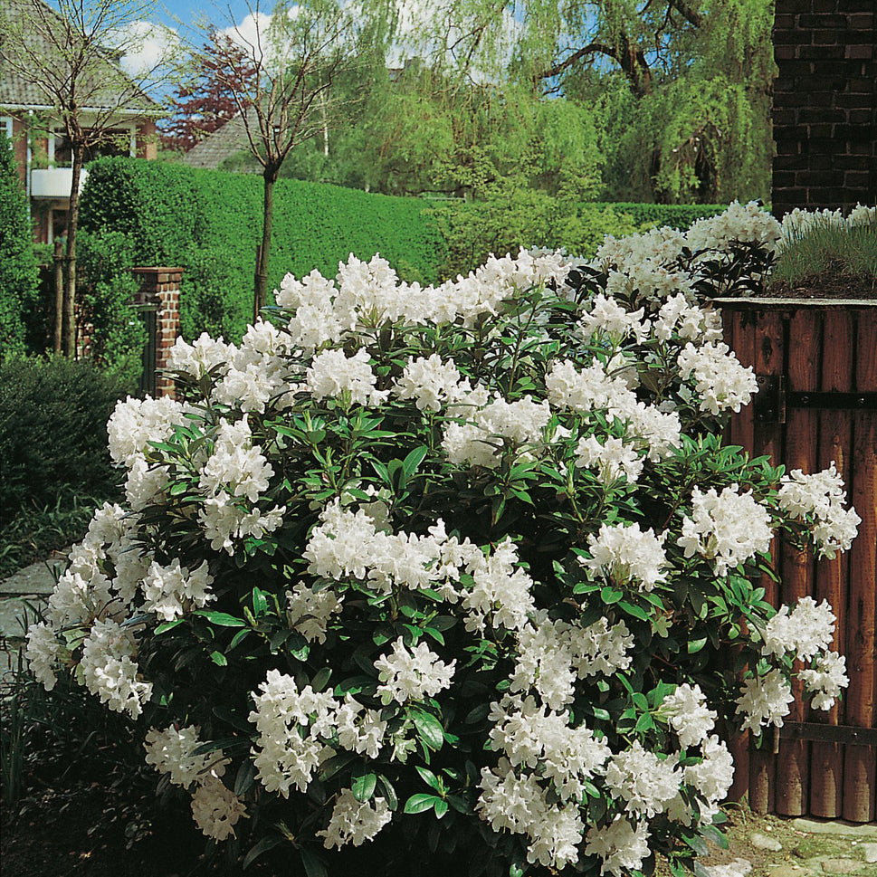 Rhododendron 'Cunningham's White', 30-40 cm